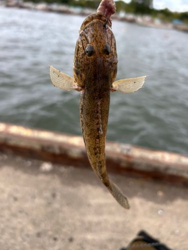 マハゼの釣果