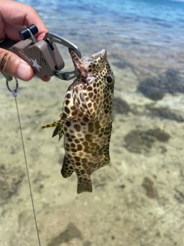 ミナミマゴチの釣果