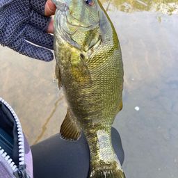 スモールマウスバス