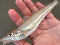 シロギスの釣果