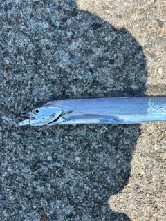 タチウオの釣果