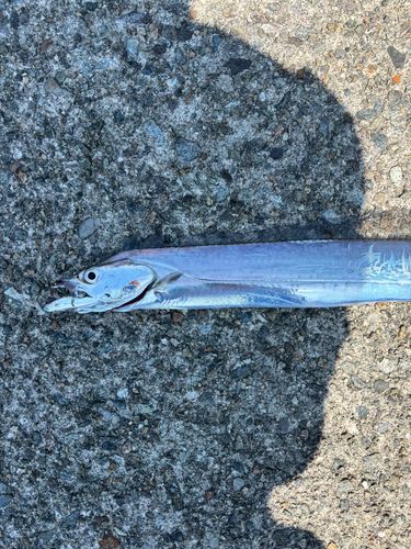 タチウオの釣果