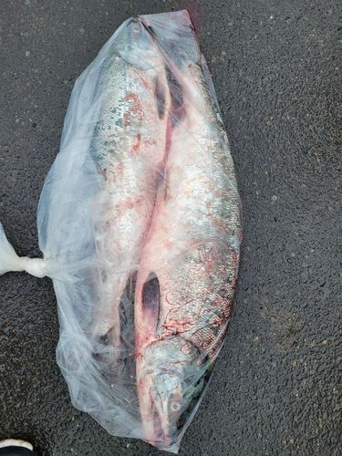 釣果