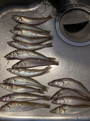 キスの釣果