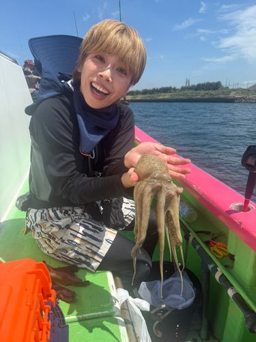 マダコの釣果