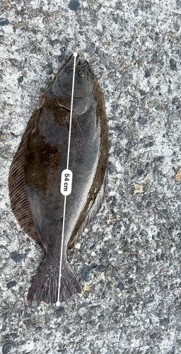 ヒラメの釣果