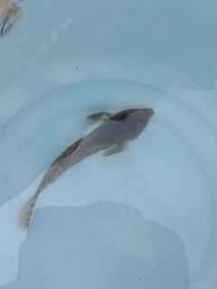メゴチの釣果