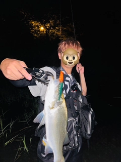 ヒラスズキの釣果