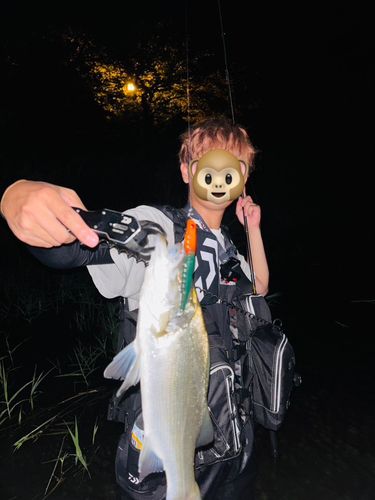 ヒラスズキの釣果