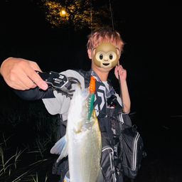 ヒラスズキ