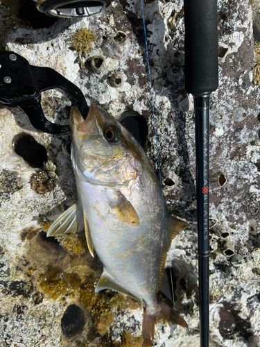 ショゴの釣果