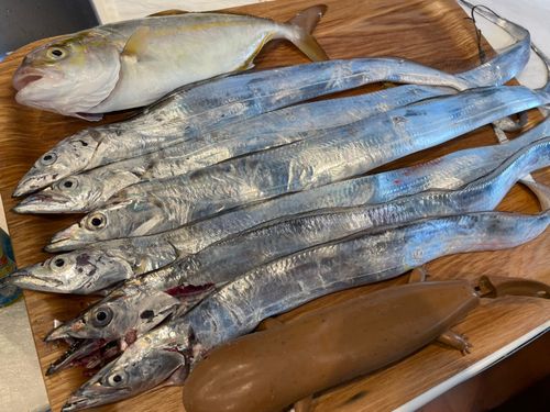 タチウオの釣果