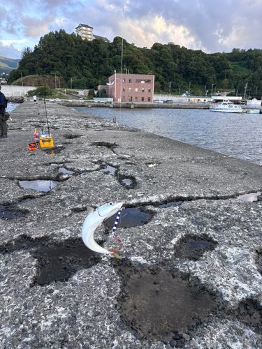 マサバの釣果