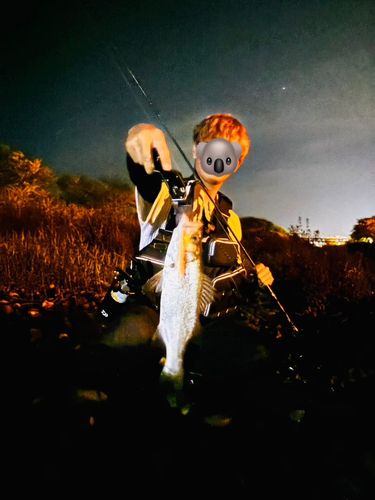 ヒラスズキの釣果