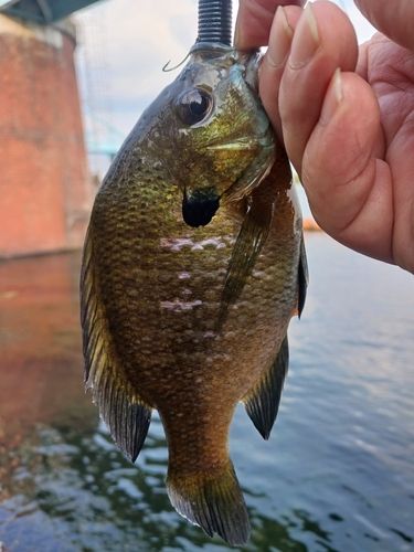 ブルーギルの釣果