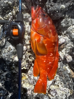 アカハタの釣果