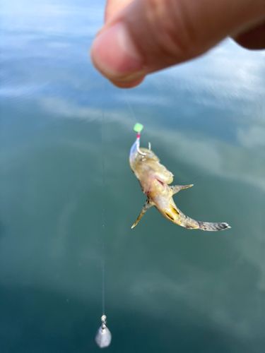 タケノコメバルの釣果