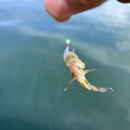 タケノコメバル