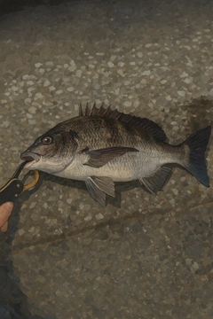 クロダイの釣果