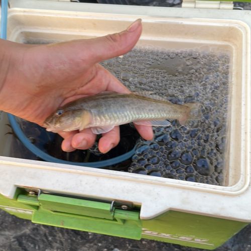 マハゼの釣果