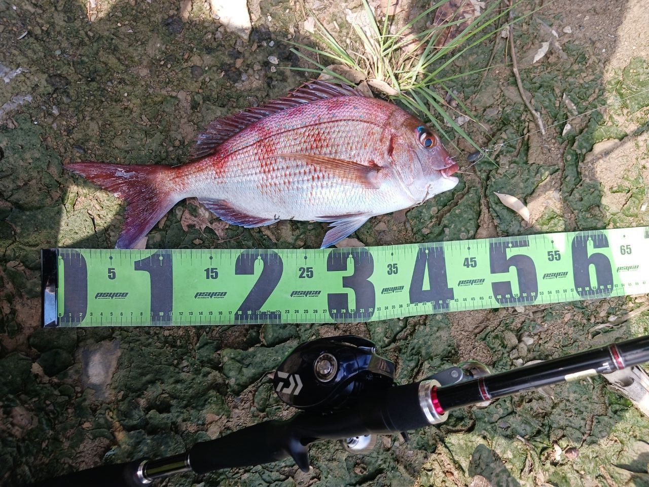 Gamakatsu ラグゼ ダイダラ B78Hの最安値・インプレ・釣果 | 本音の