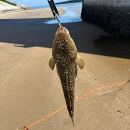マゴチ