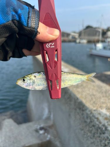 サッパの釣果