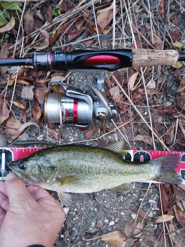 ラージマウスバスの釣果