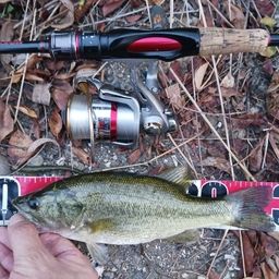 ラージマウスバス