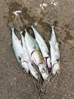 サゴシの釣果