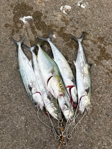 サゴシの釣果