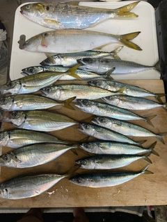 サバの釣果