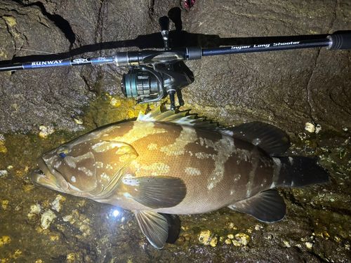 クエの釣果