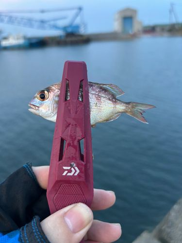 チャリコの釣果