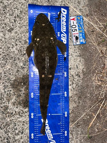 コチの釣果