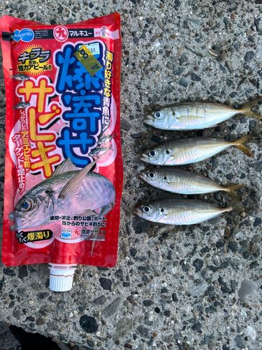 アジの釣果