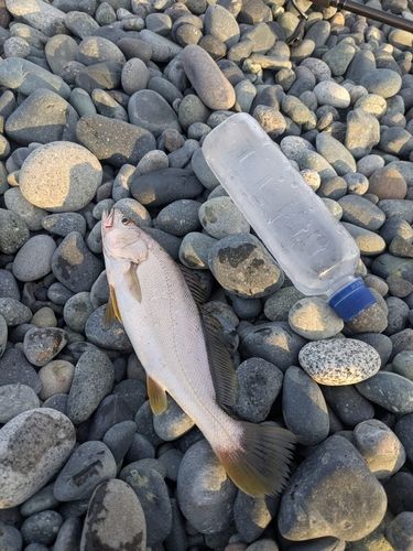 セイゴ（ヒラスズキ）