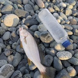 セイゴ（ヒラスズキ）