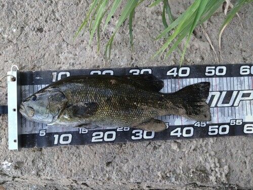 スモールマウスバスの釣果