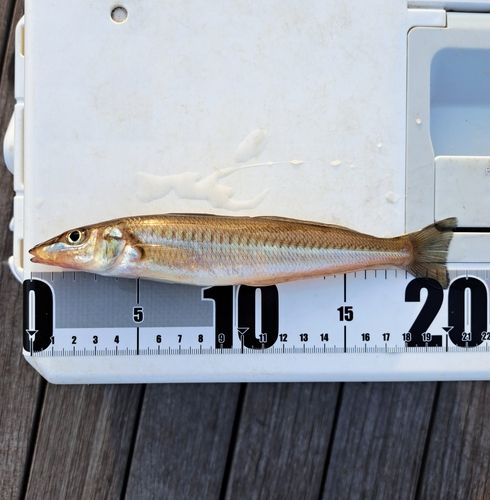 シロギスの釣果