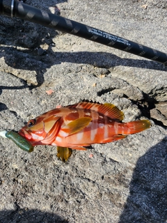 アカハタの釣果