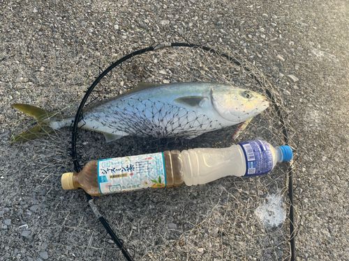 ハマチの釣果