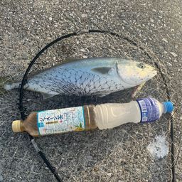ハマチ