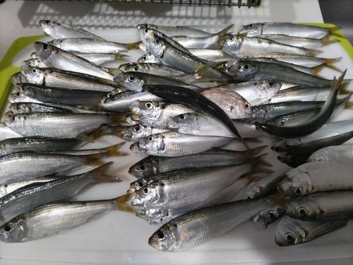 サッパの釣果