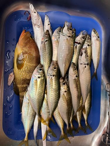 アオハタの釣果