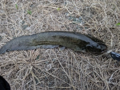 ナマズの釣果