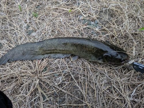 ナマズの釣果