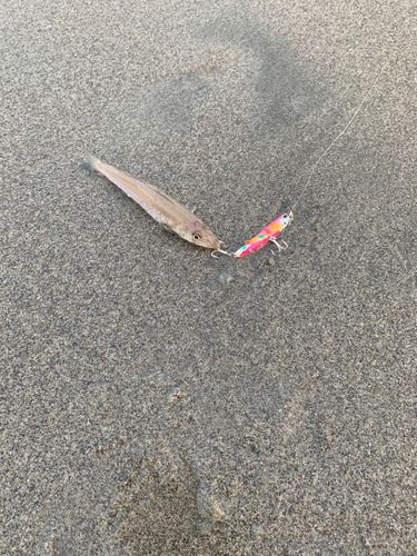 キスの釣果