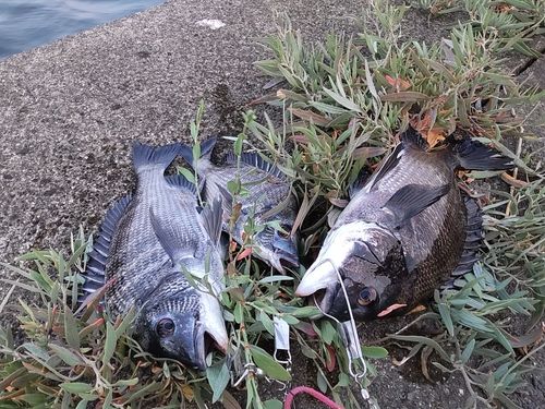 チヌの釣果