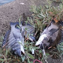 チヌ